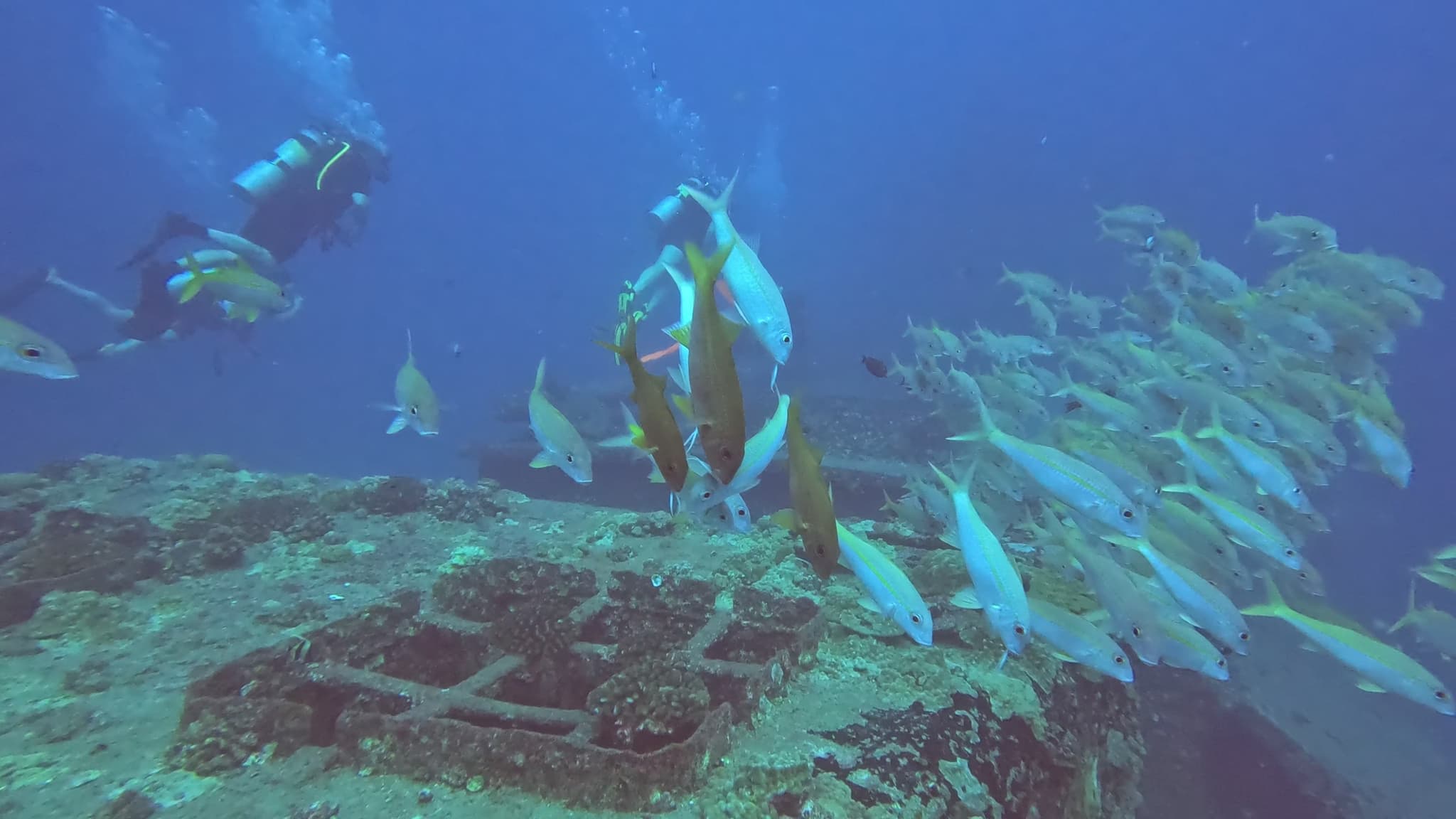 SCUBA Dive Excursion: Two Tank Wreck, Reef and Fireworks