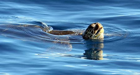 Custom Private Charter