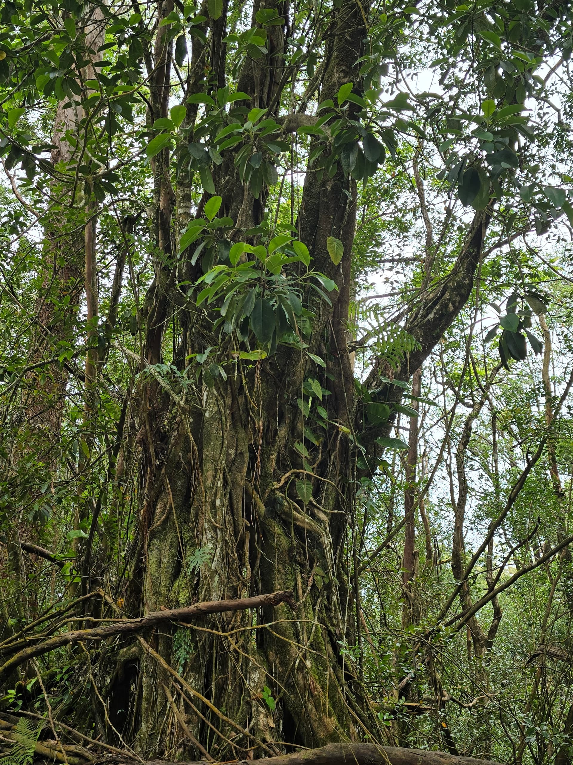 Halfway to Hana Tour