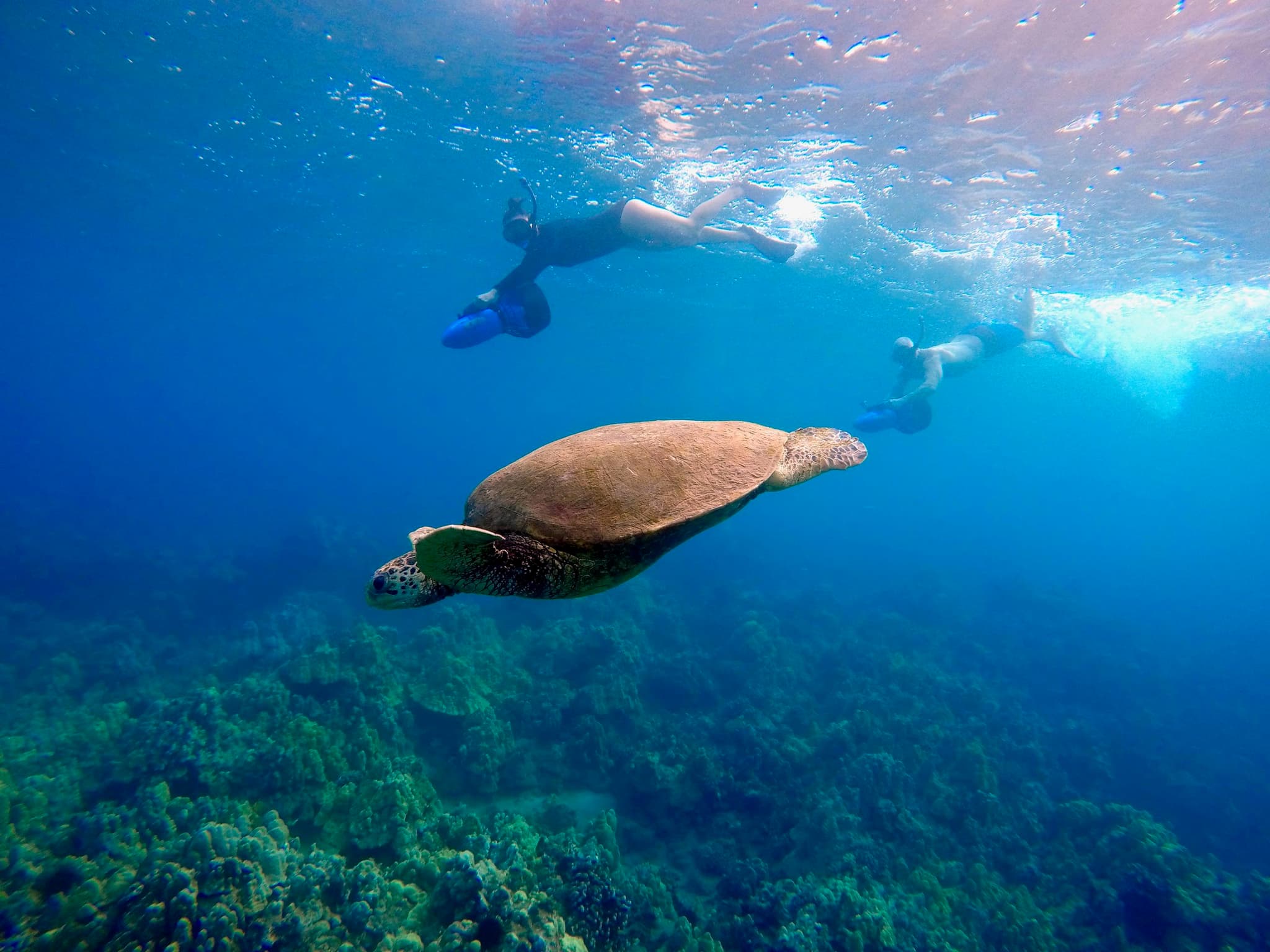 Private Snorkeling Guided Tour - Wailea Beach