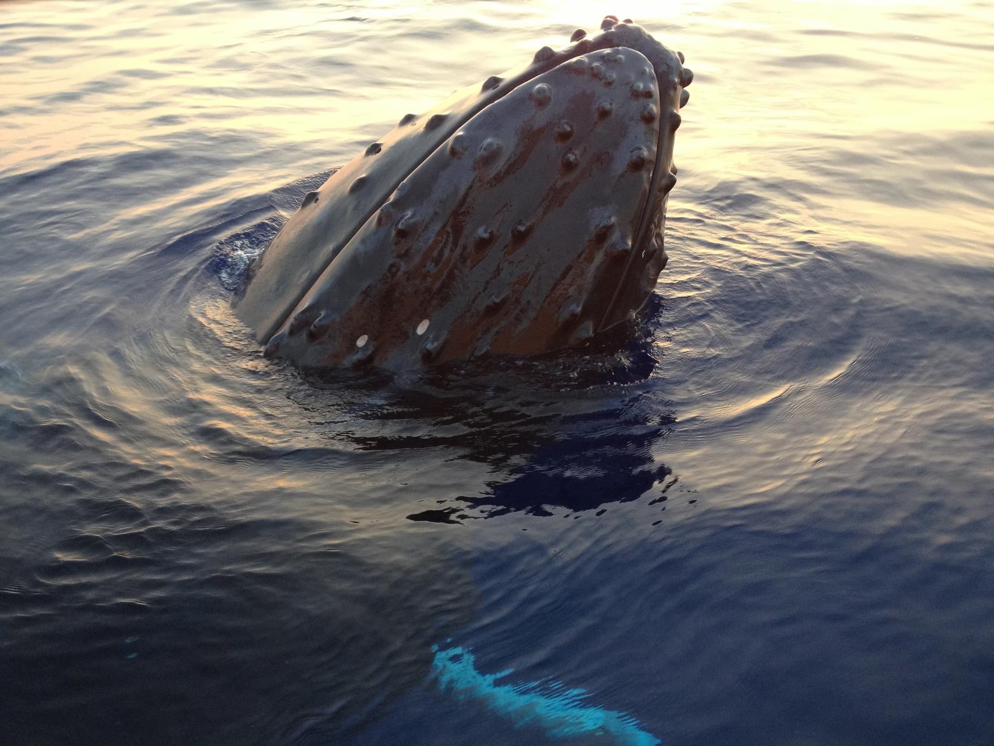 Whale Watch and Sunset Cruise