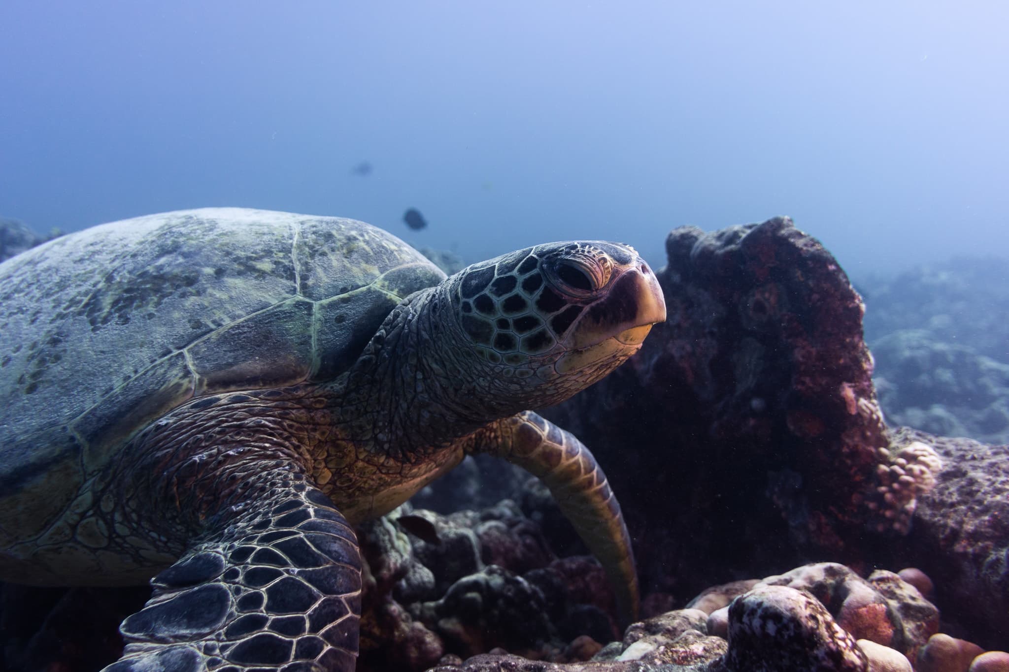 Private Boat 2 Tank Discover Scuba Dive Experience!