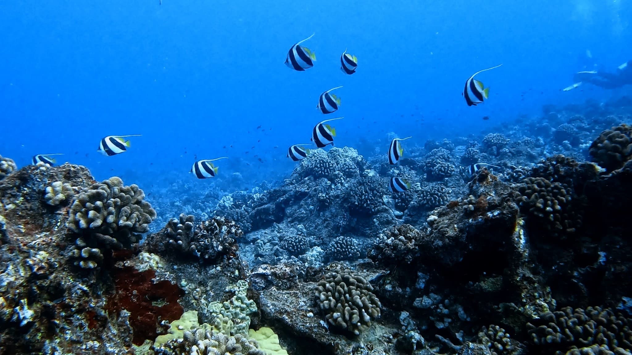 Snorkel with Turtles