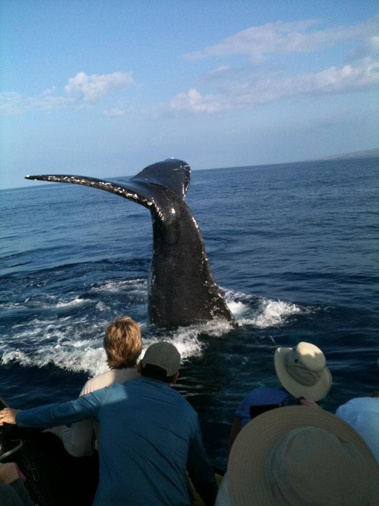 ULTIMATE #1 BIG ISLAND WHALE WATCH