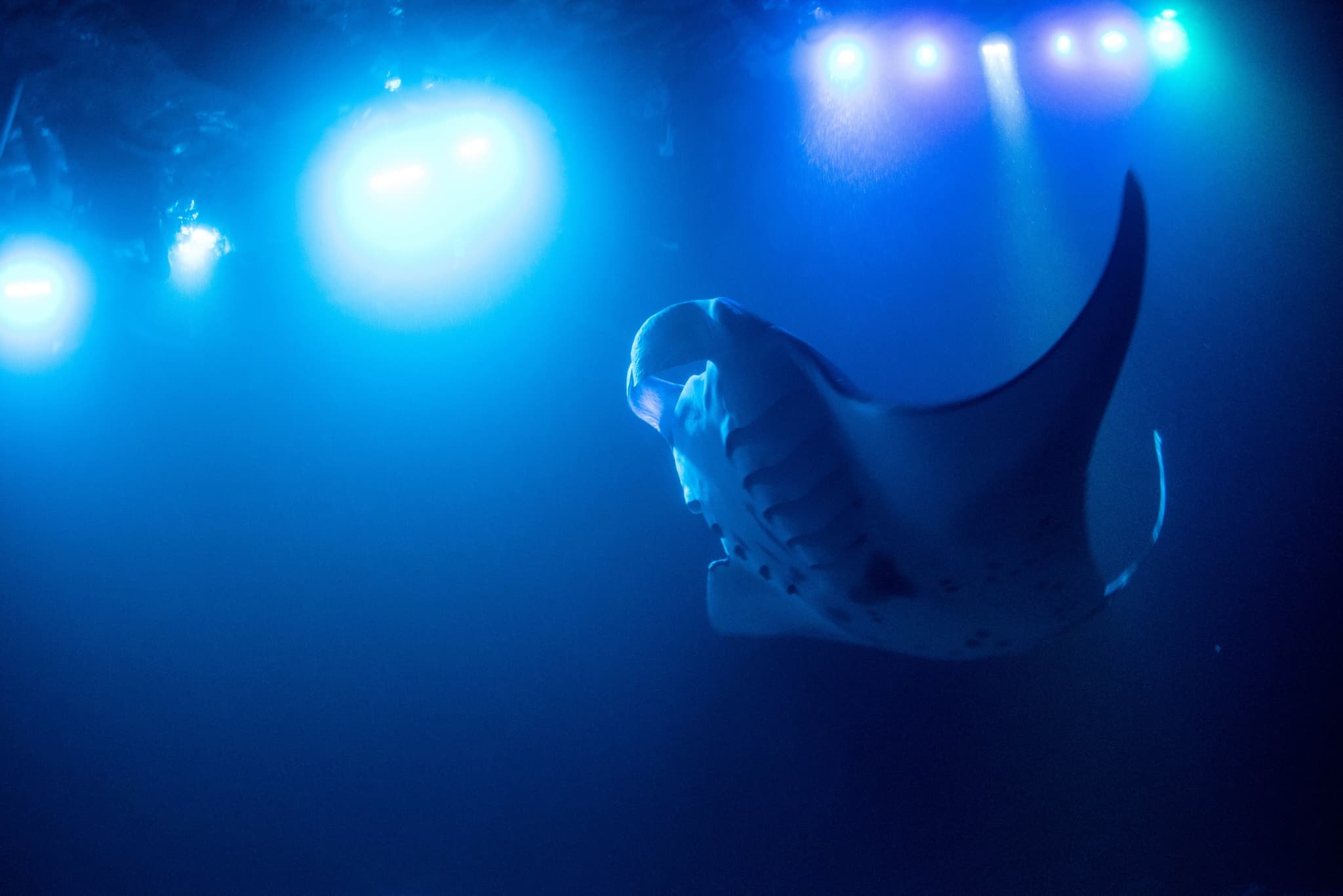 Private Sunset & Manta Night Snorkel Charter