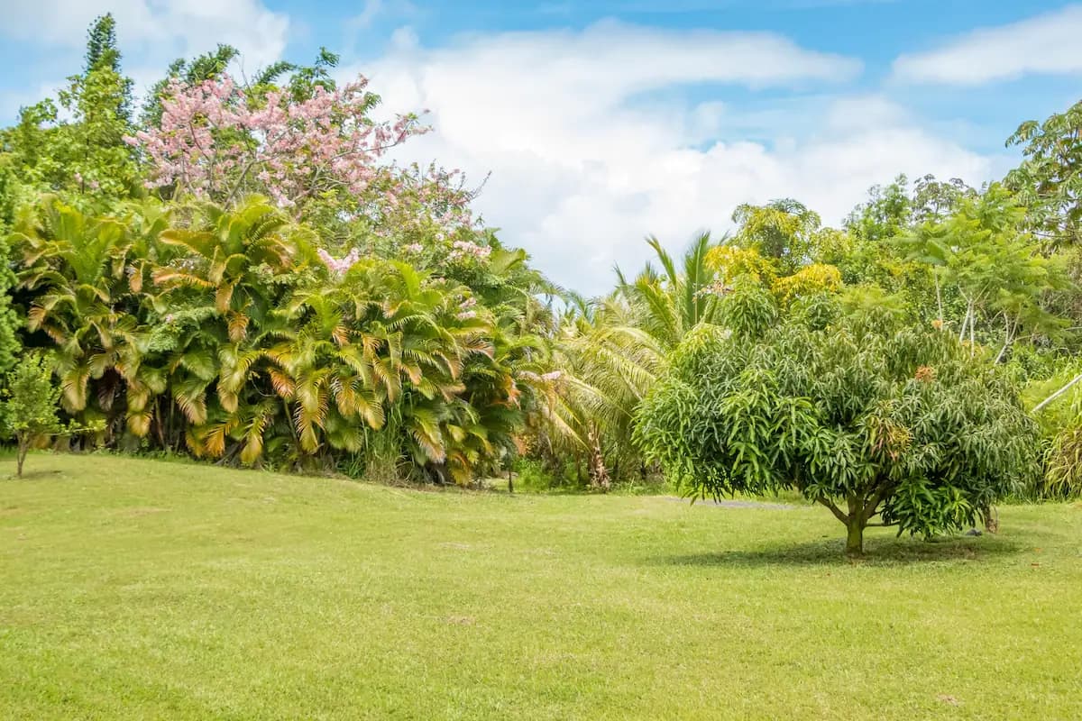 Hawaii Wedding and Elopement Jungle Getaway