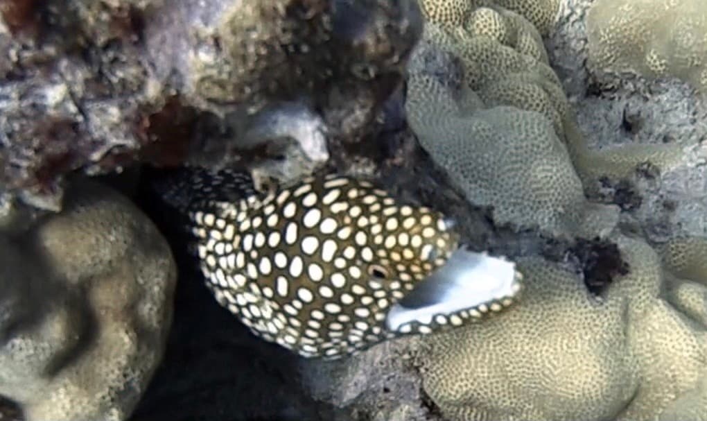 PADI Scuba Diver Course