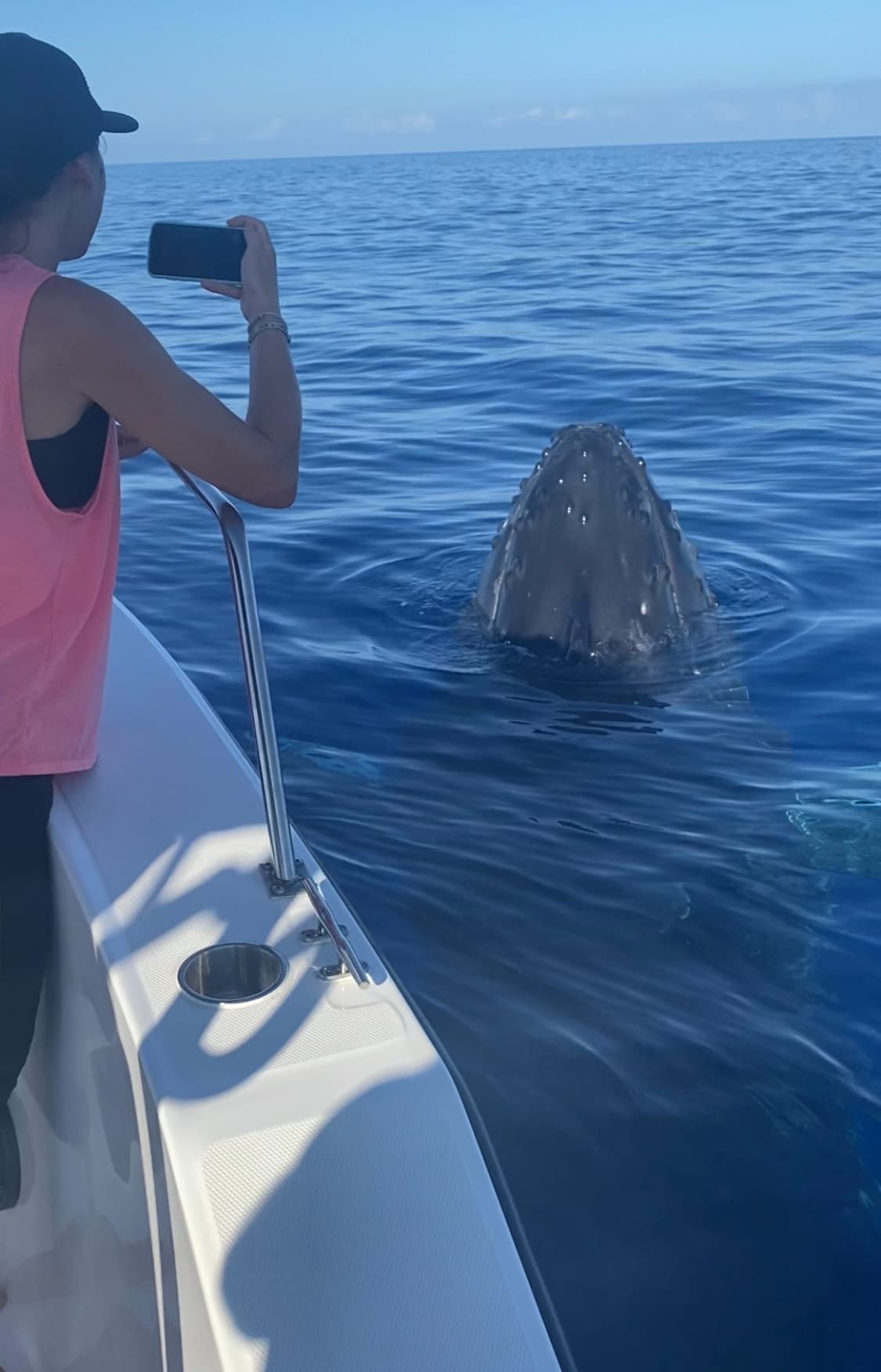 Best Big Island Whale Watch