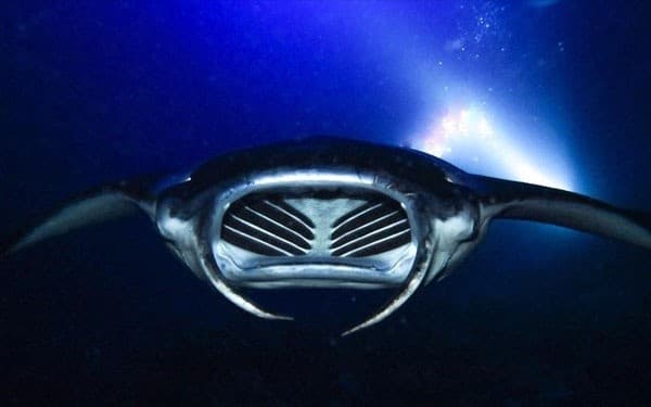 Sunset, Mantas, and Stargazing Private Charter