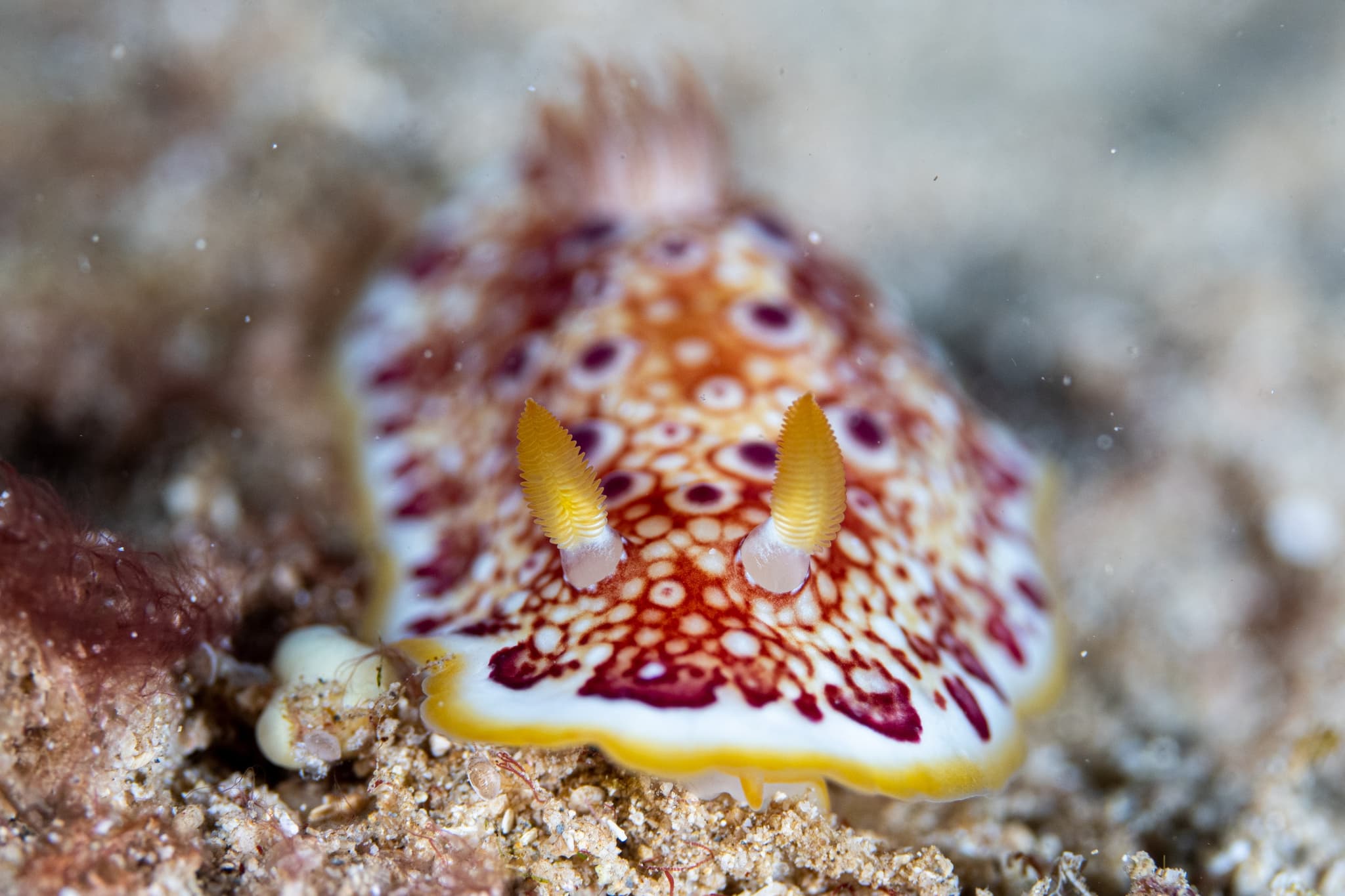 Nii hau 3-Tank Boat Dive