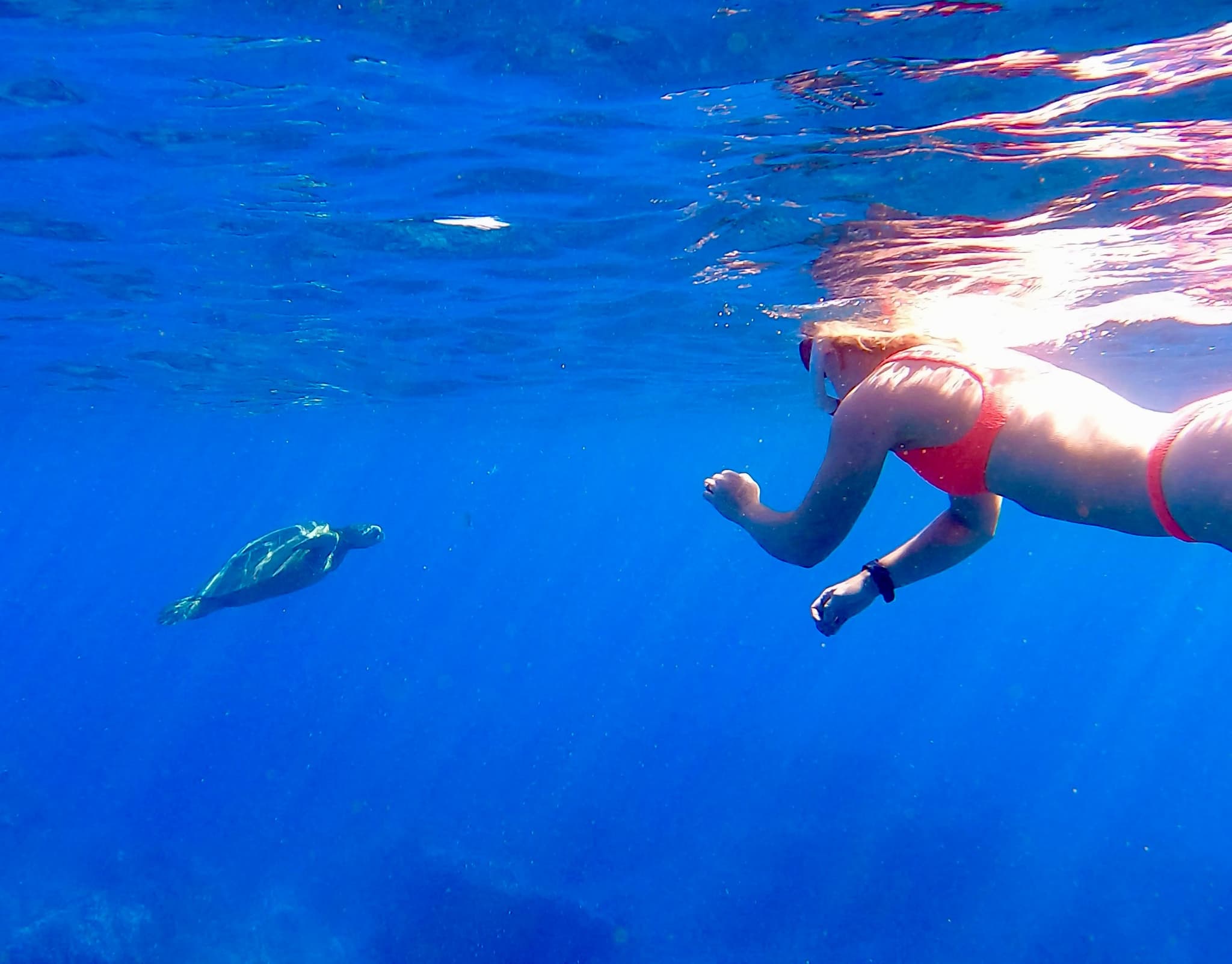 Premier Whale Watch *Private Charter* 3 HOURS + SNORKEL