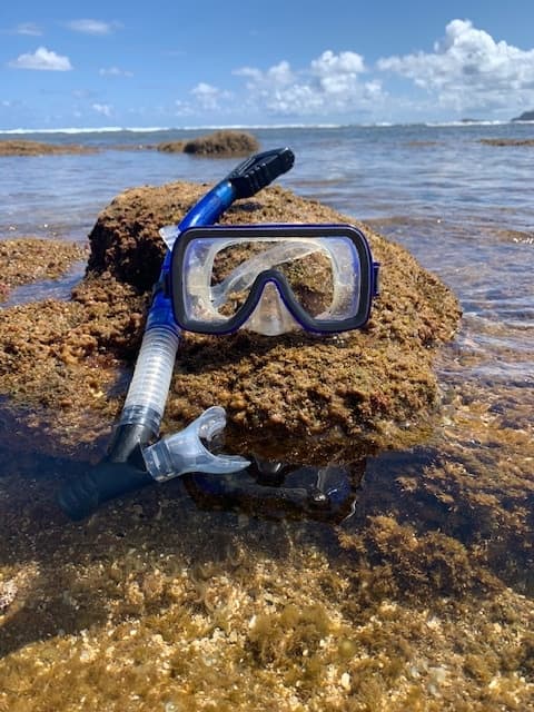 Adult Dry Snorkel+ Mask