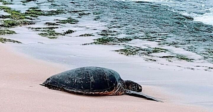 Private, Large Group Circle Island Tour (up to 25 guests)