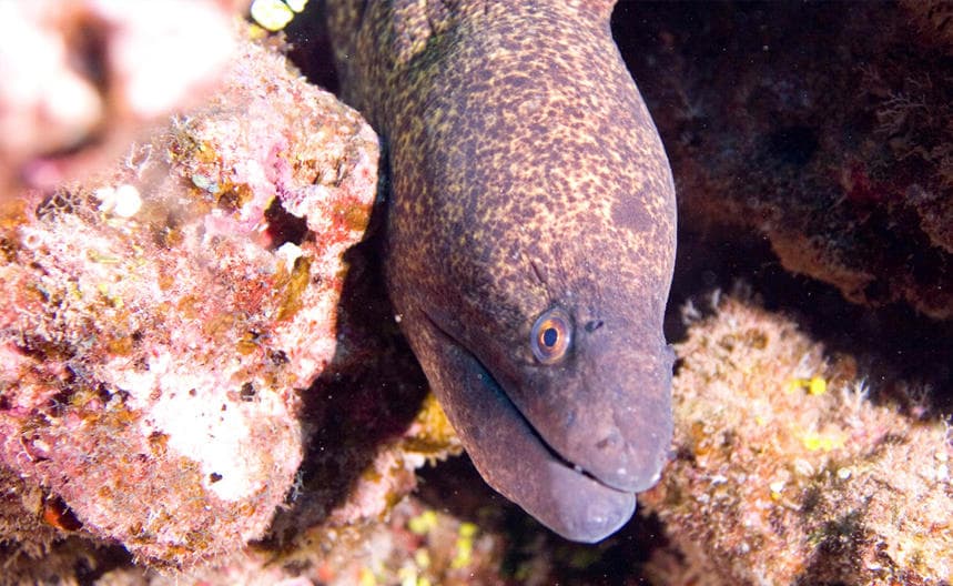 Dive Lanai Cathedrals