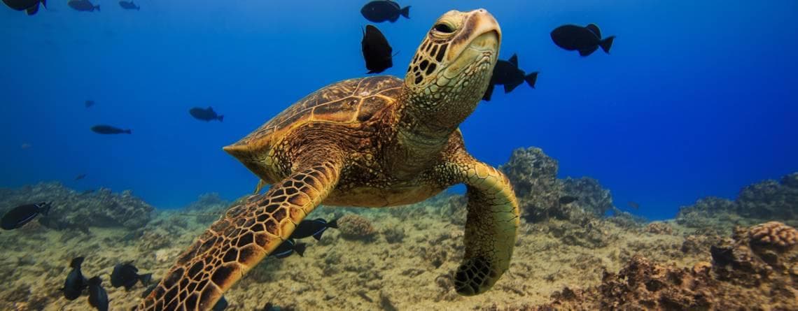 Boat Snorkeling Tour