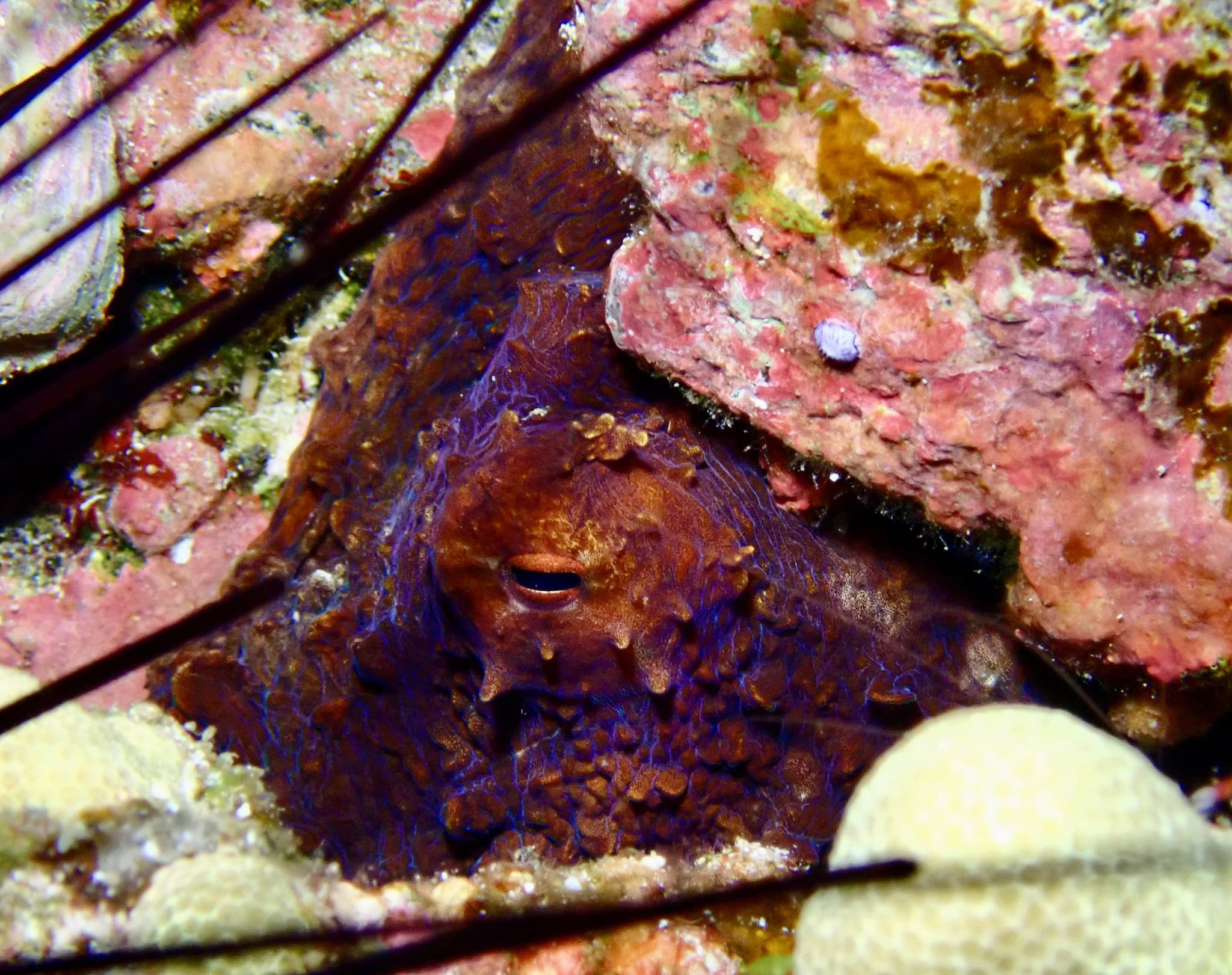 1-Tank Guided Shore Dive 9:30 am