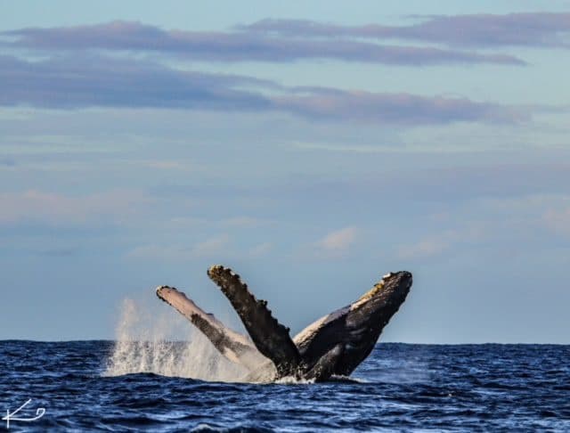 Venture Whale Watch + Snorkel