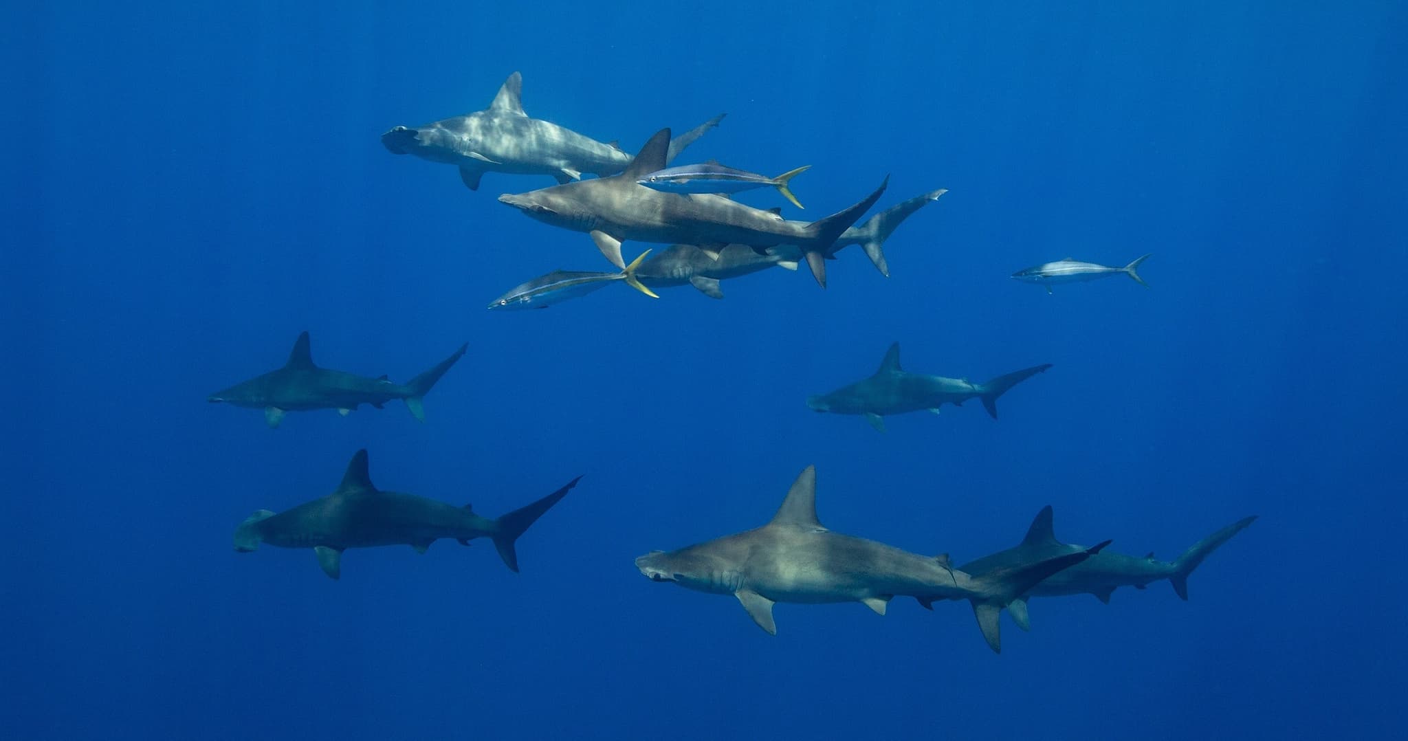 Long Range Pelagic Safari