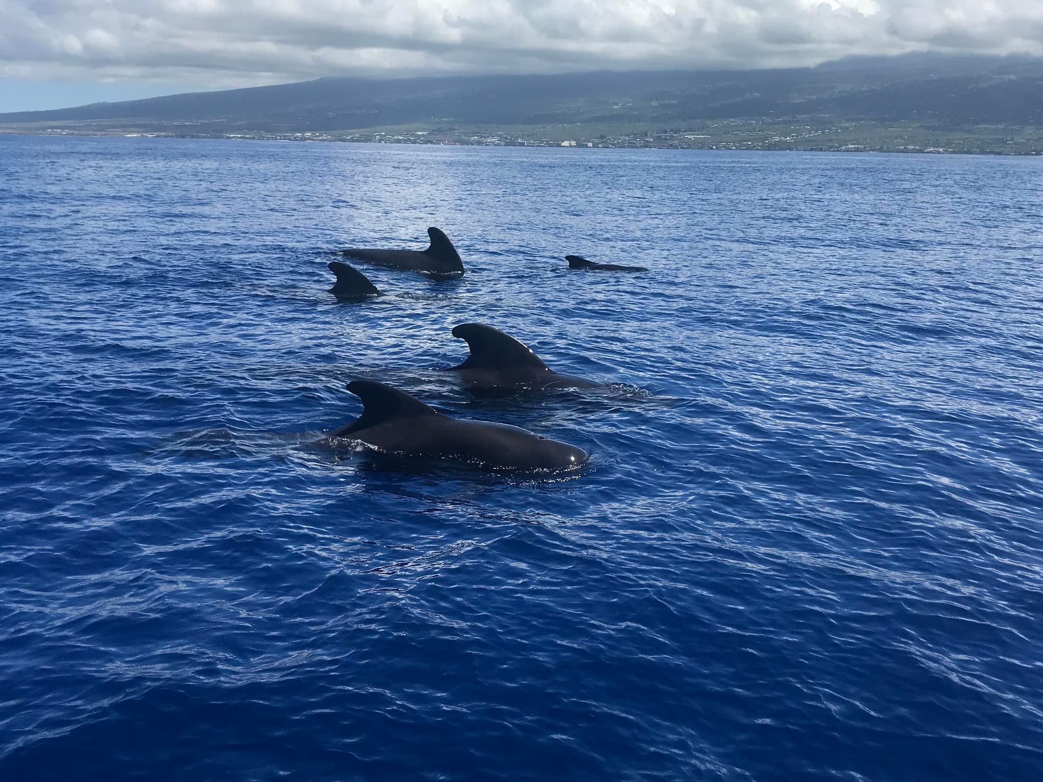 Kona BIG 5 Ocean Safari