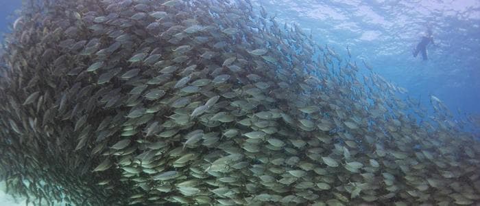 Coastal Marine Life and Snorkeling