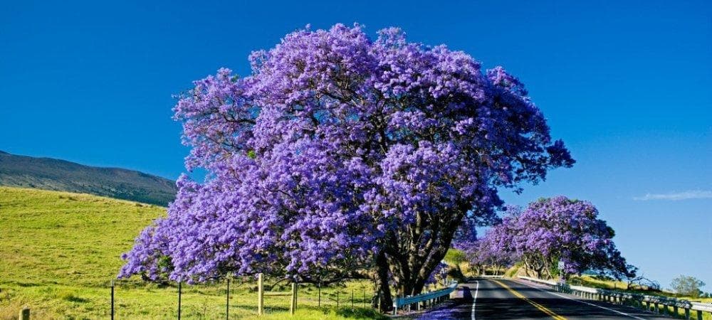 Maui Island Day Tour