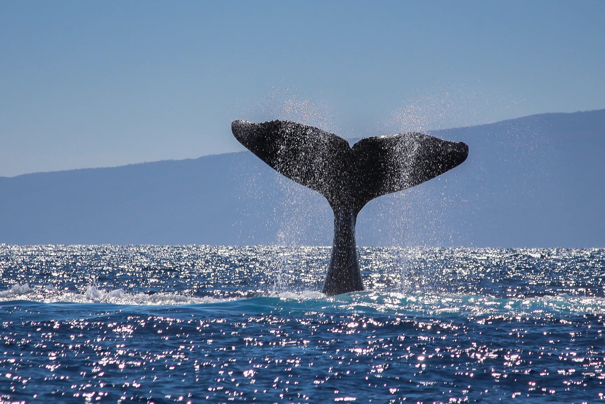Afternoon Whale Watch