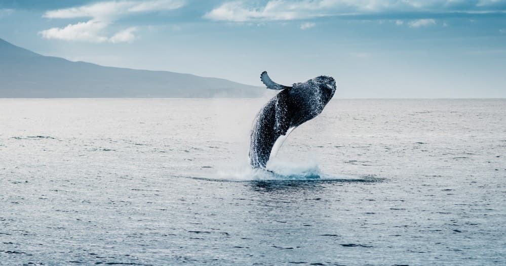 GO CITY Waikiki Whale Watching Cruise