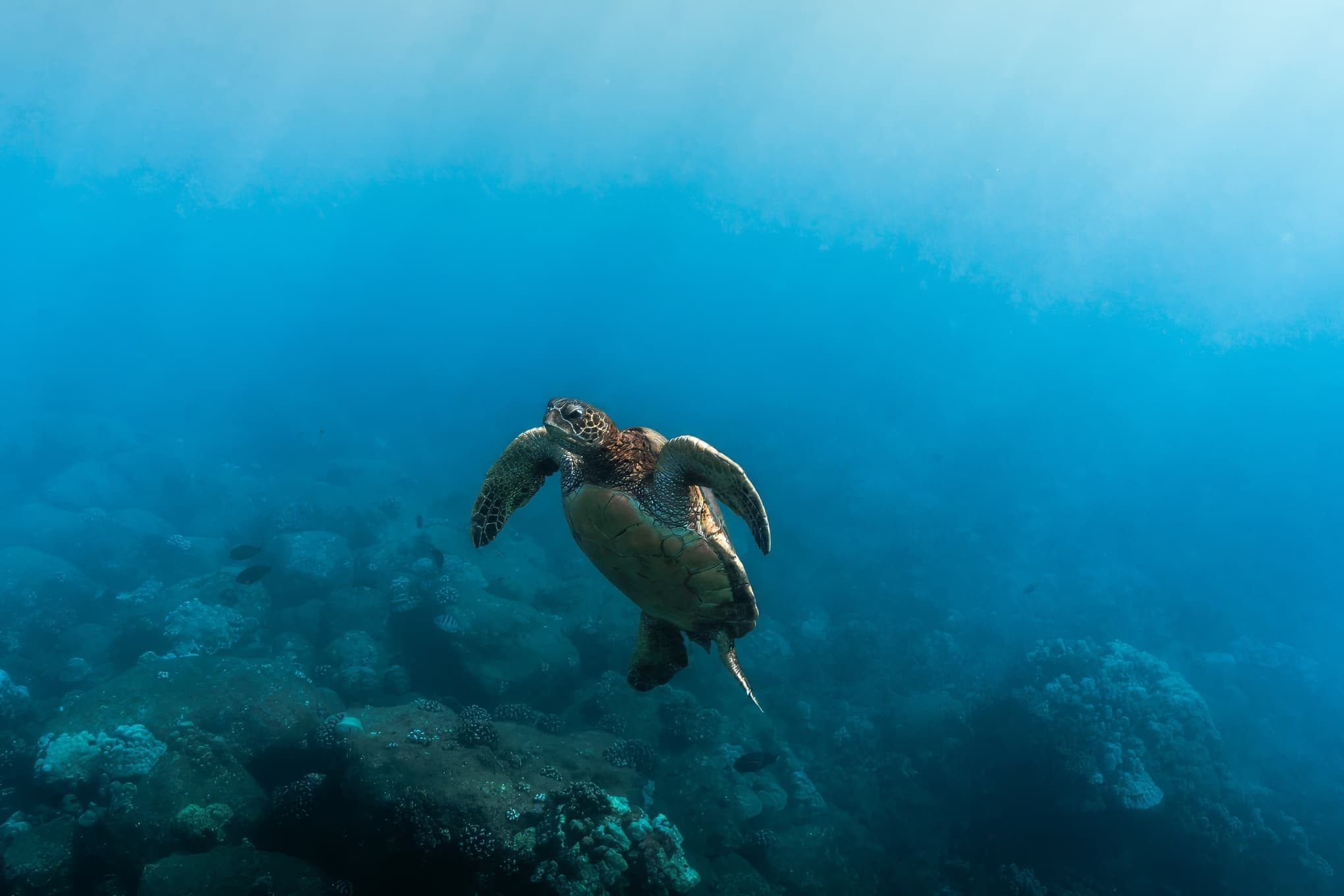 Nii hau 3-Tank Boat Dive