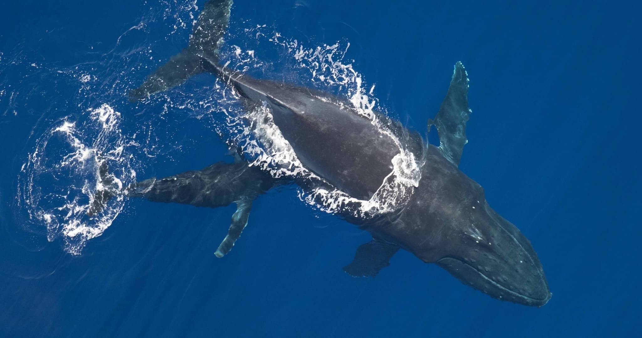 2 HOUR Whale Watch Photography Expedition *Private Charter*