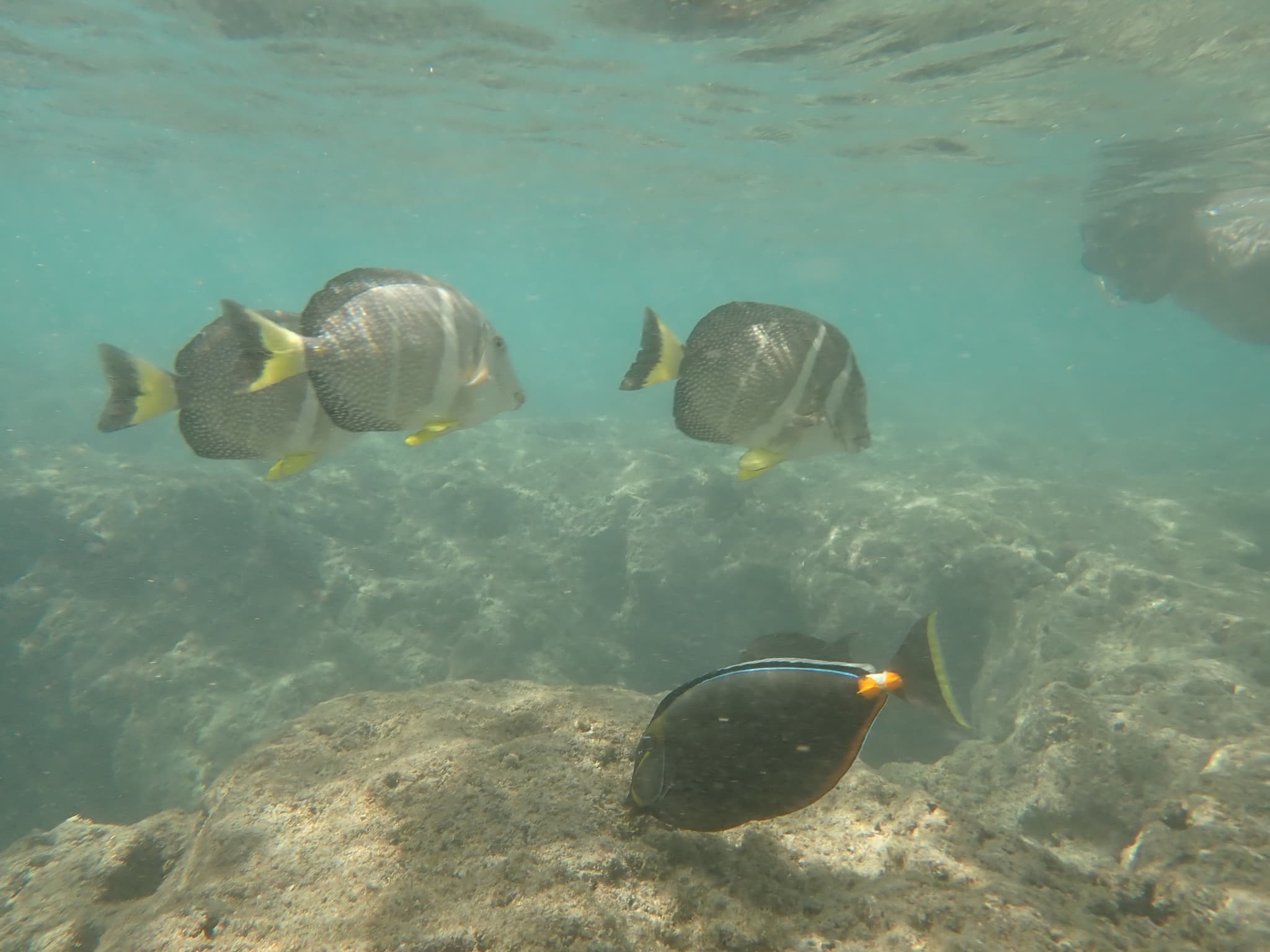 Haunauma Bay Snorkel Tour