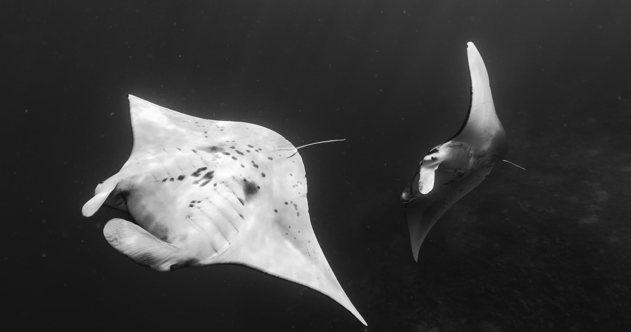 NIGHT MANTA RAY SNORKEL