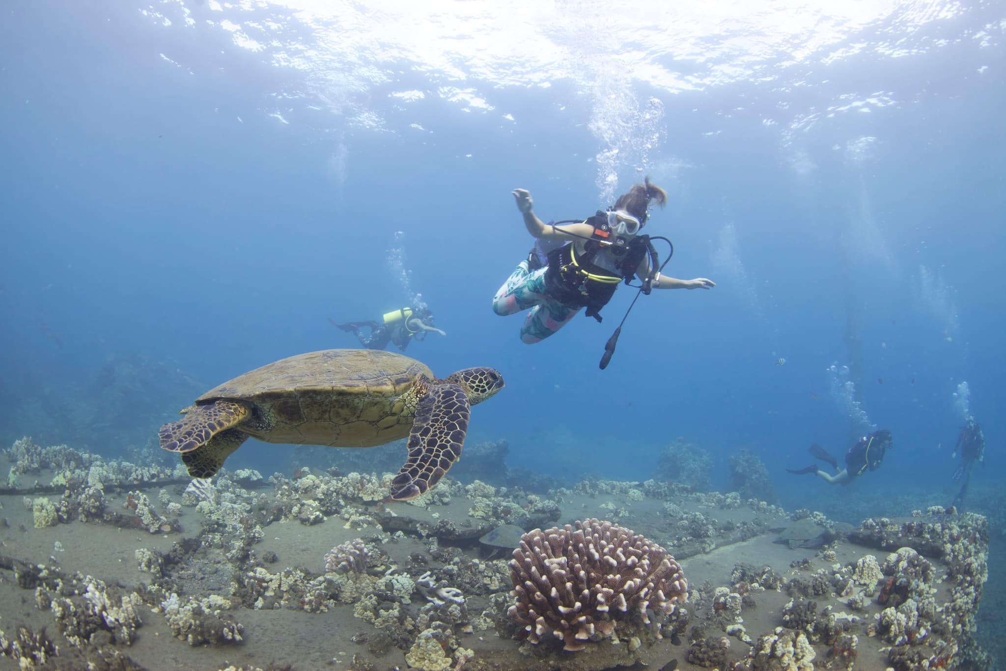 Shark and Turtle Dive for Certified Divers from Shore