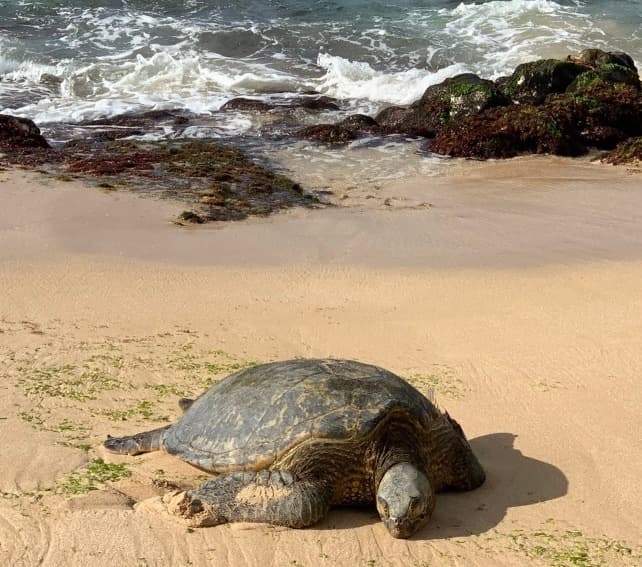 Next-Level Oahu Circle Island Tour