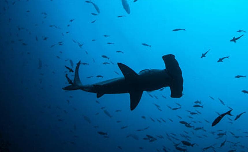 Dive Hammerhead