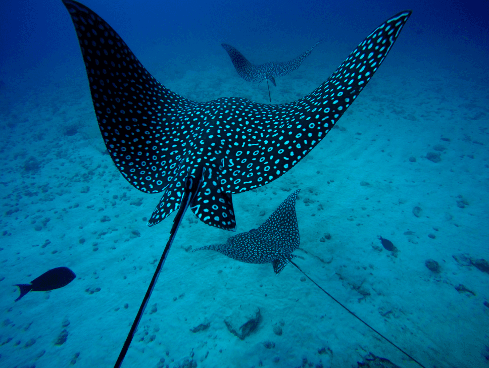 Coastal Wildlife Adventure Whale watch + Reef Snorkel