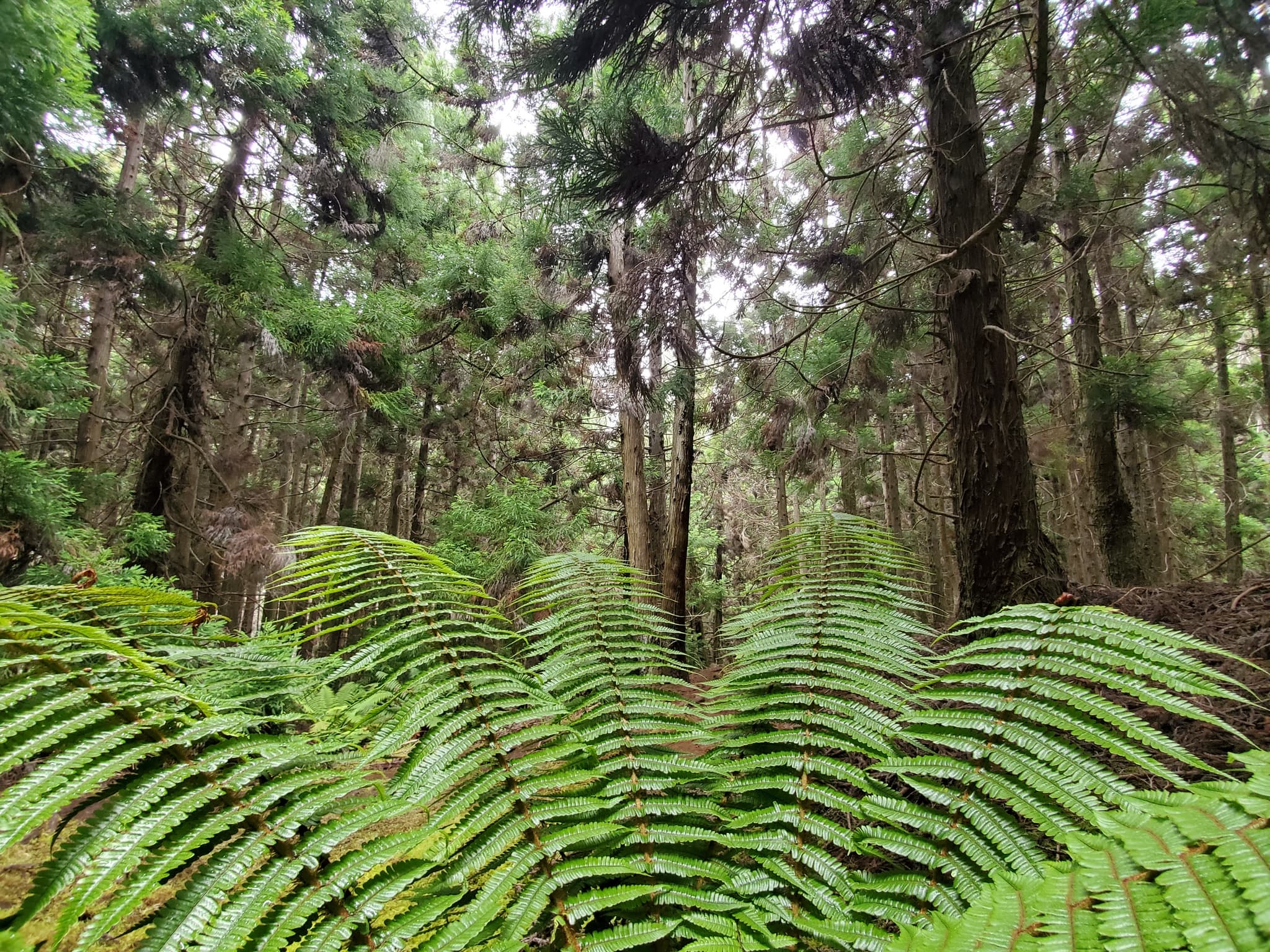 Maui Redwood Experience