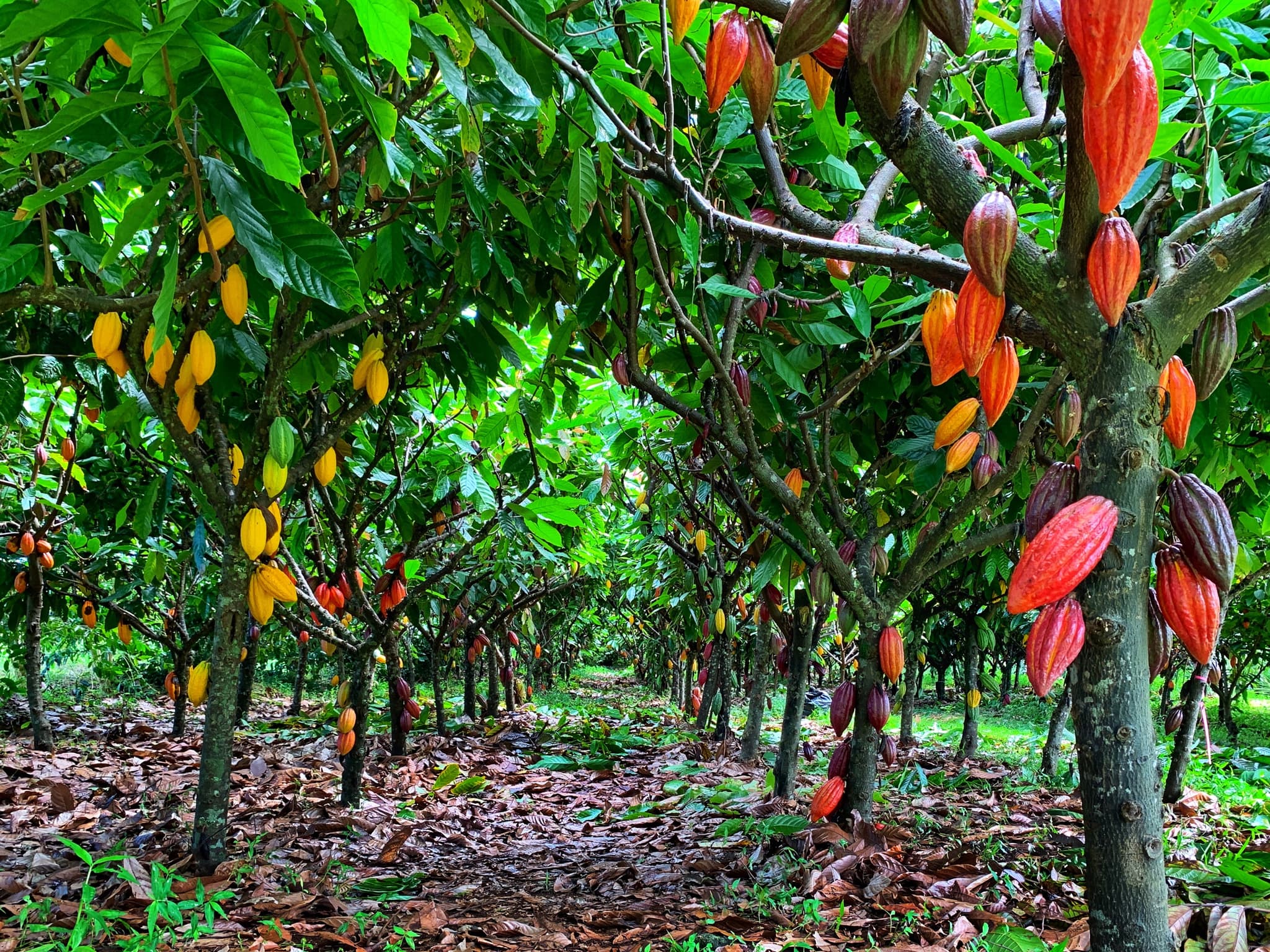 Hamakua Chocolate Farm Tour and Tasting