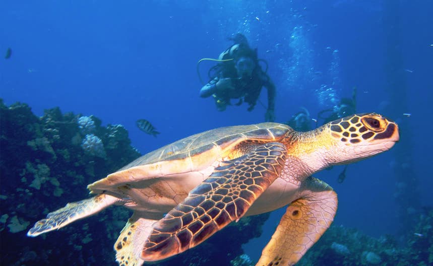 Dive Turtle Reef