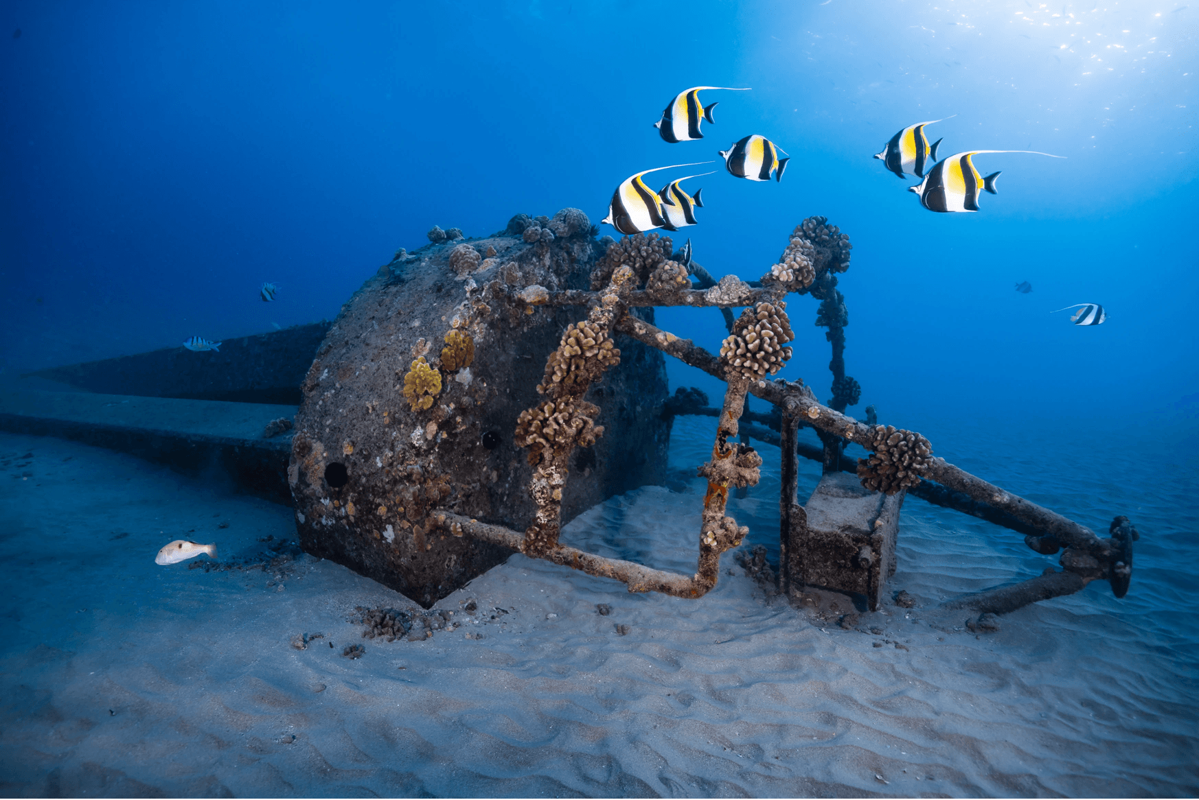 Private Guided Turtle Scuba Dive from Shore! (Electric Beach)