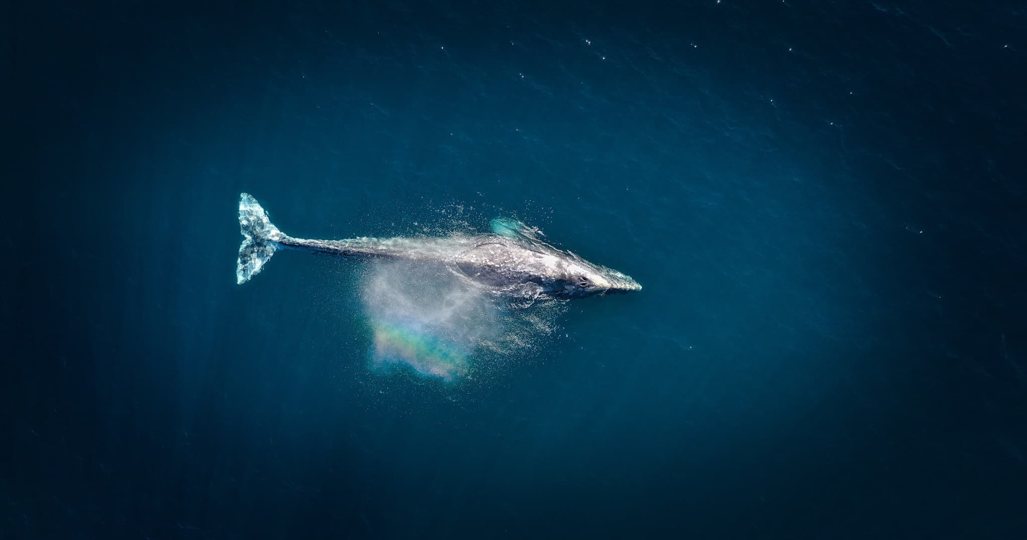 Private Whale Watching Tours