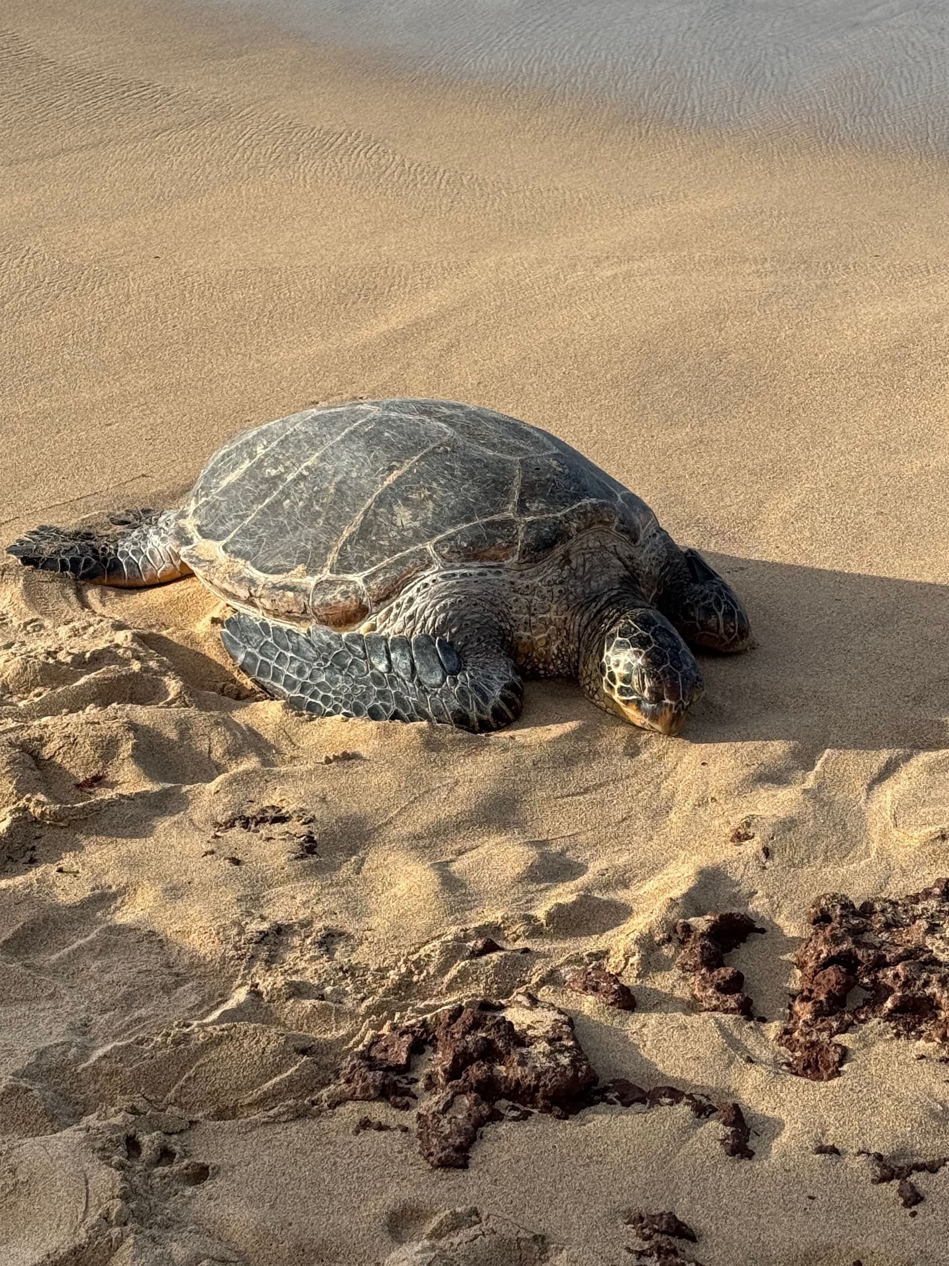 Locals' Favorites: Private Maui Tour