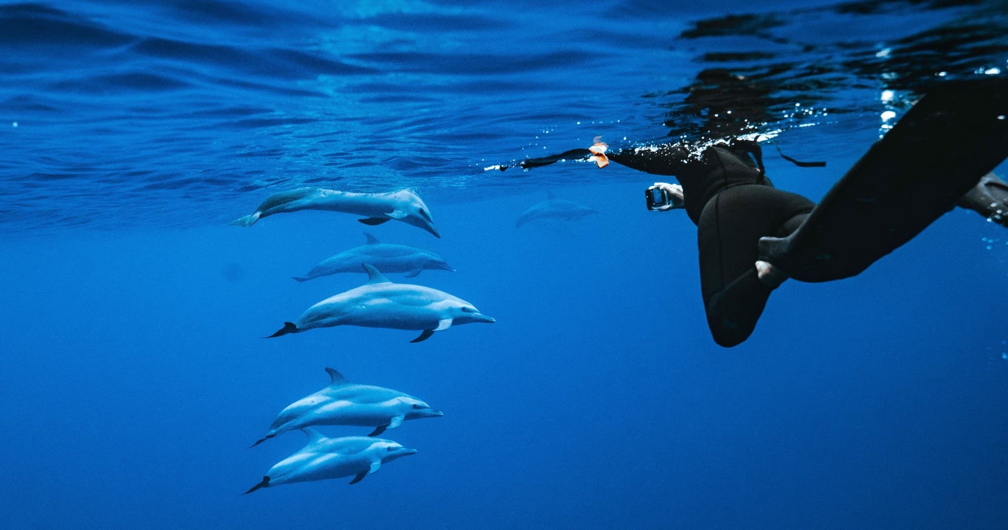 Speed Boat Swim with Dolphins