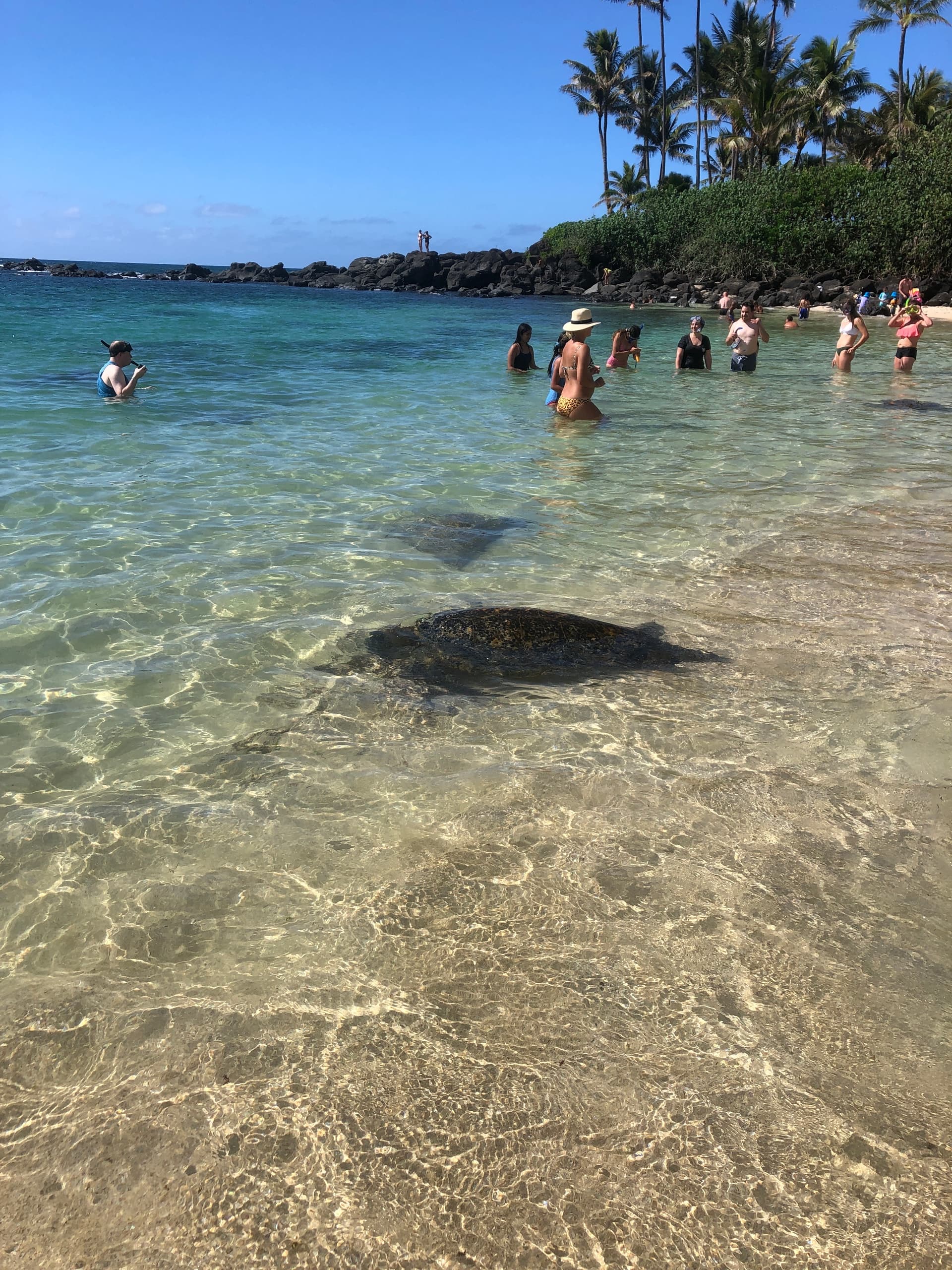 Sea / Eat & See the North Shore