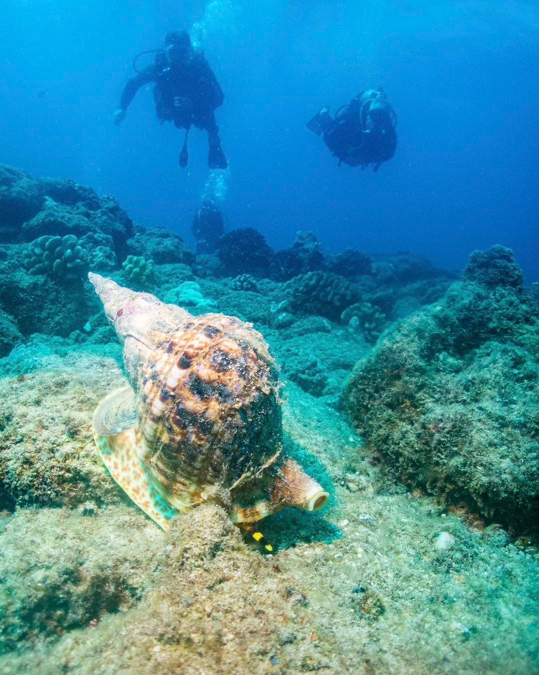 2-Tank Discover SCUBA - Koloa Landing