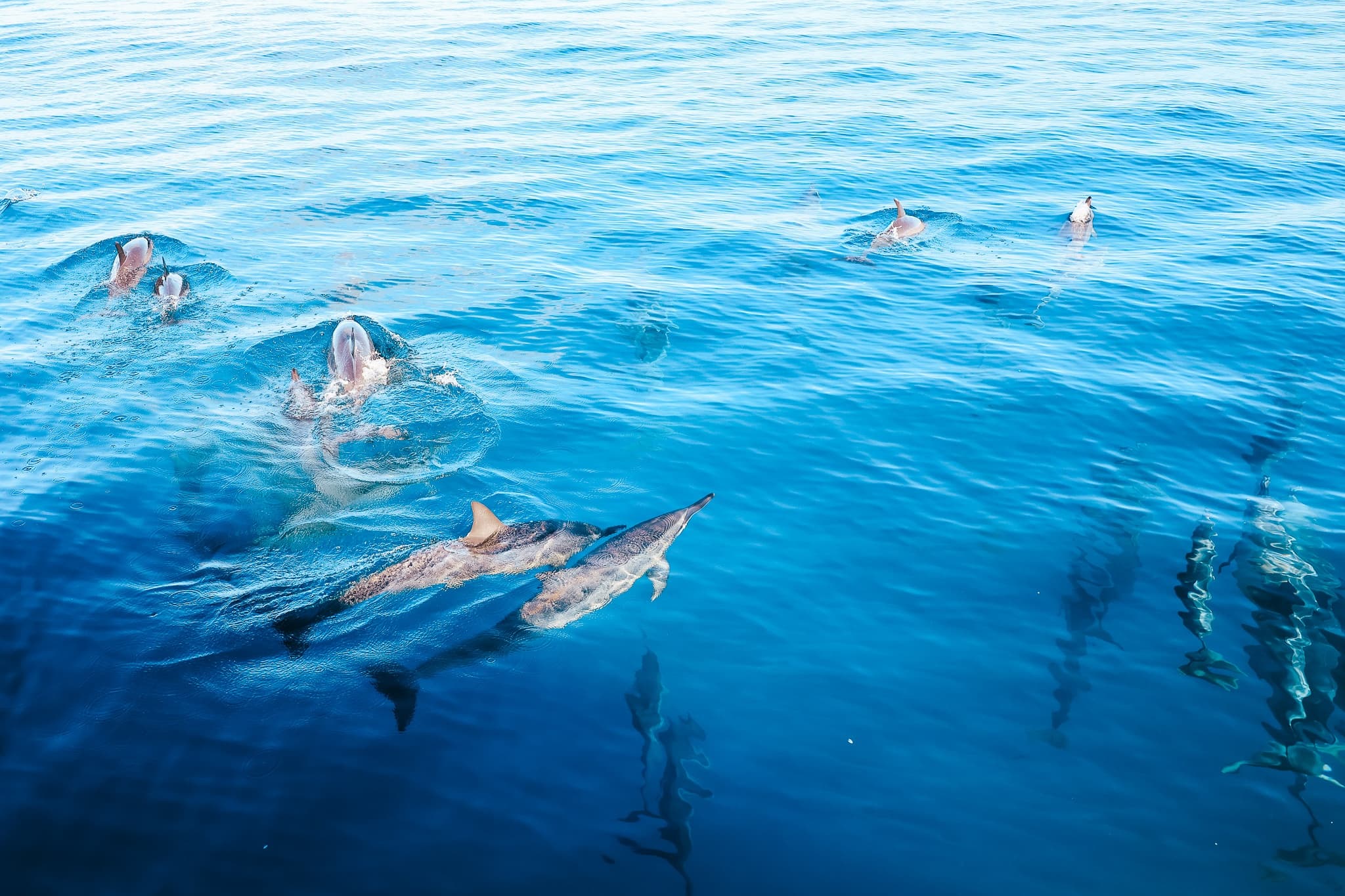 Kealakekua Bay: 3-Hour Snorkel & Dolphin Watch with Lunch