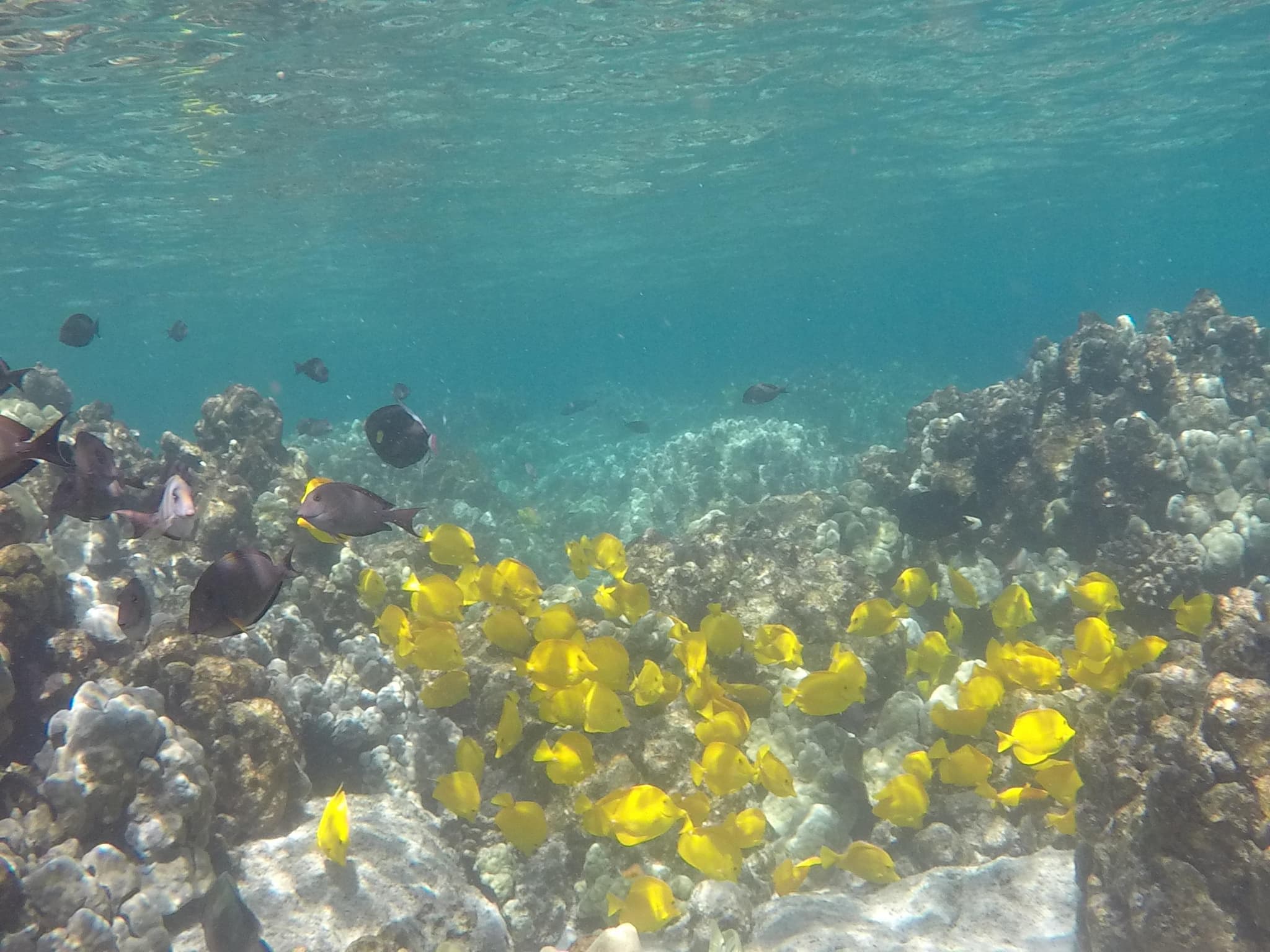 Kealakekua Snorkel and Sail