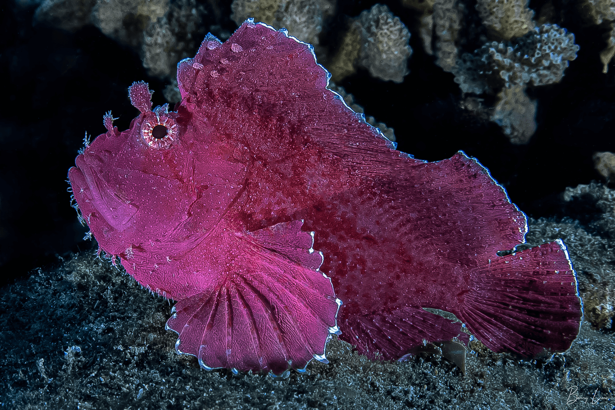 4 Divers - Private Night Dive with Barry