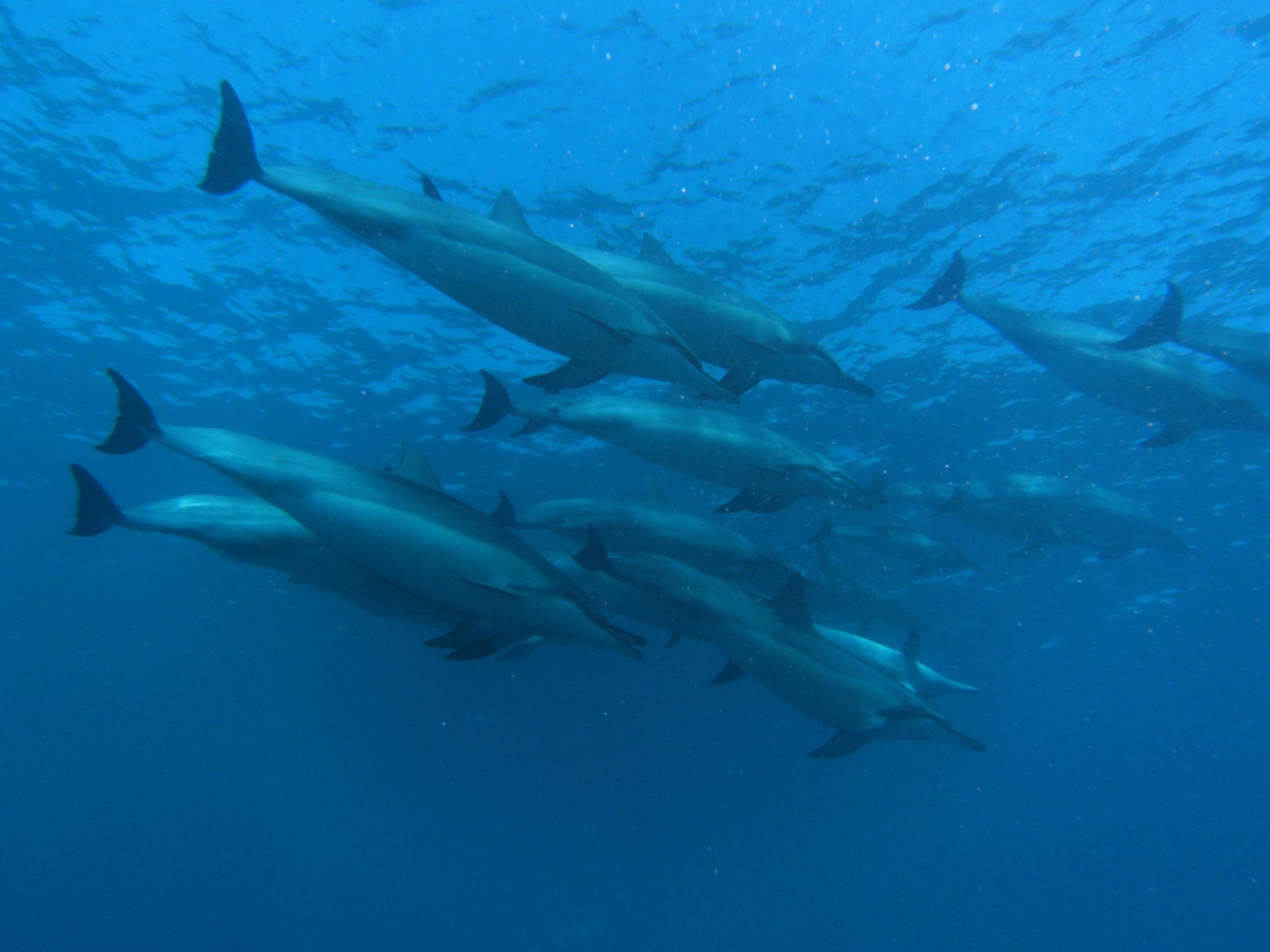 Whale Watch and Sunset Cruise