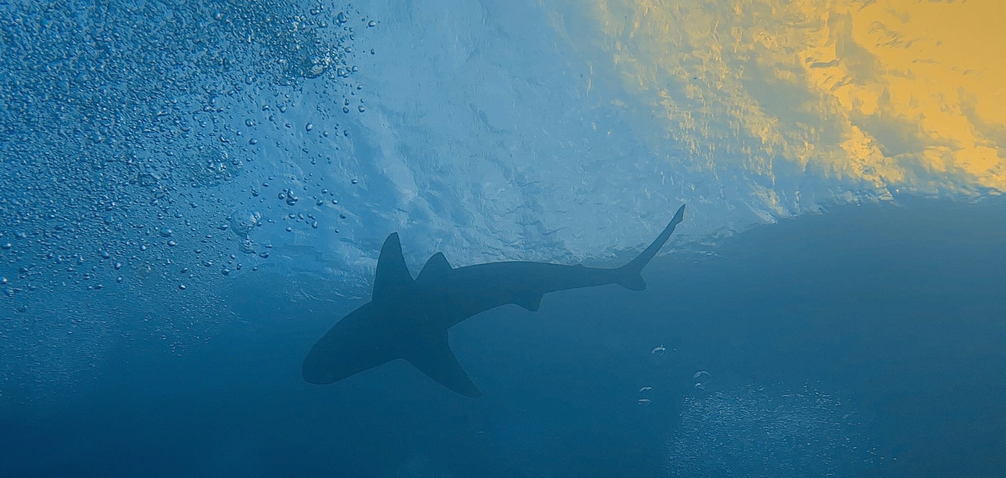 AWARE SHARK CONSERVATION