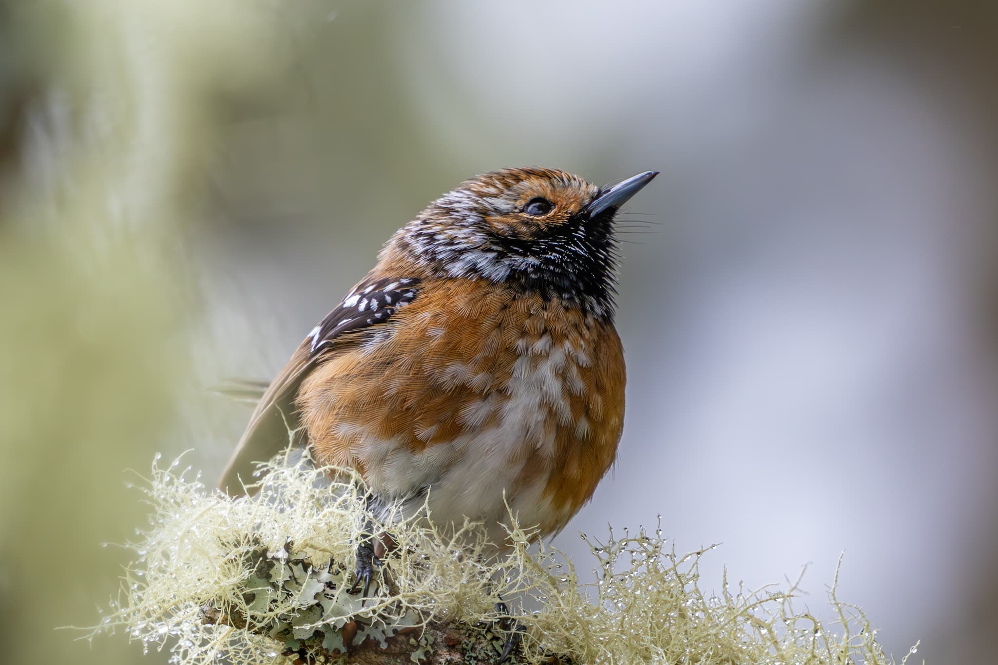 Big Island Birdwatching
